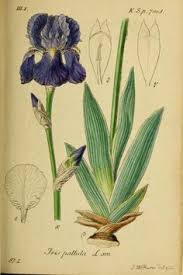 orris root iris pallida