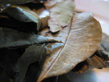 pimento leaf