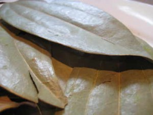 cinnamon leaf