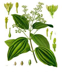 cinnamon leaf botanical print