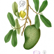soursop botanical print