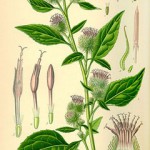 burdock botanical print 001