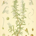 rosemary botanical print