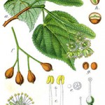 lime flower botanical print
