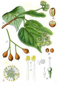 lime flower botanical print