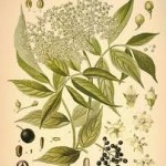 elderflower botanical print
