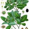 boldo leaf botanical print