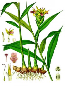 Plai botanical print