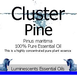 cluster pine essential oil