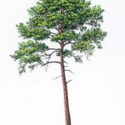 maritime pine botanical image  011