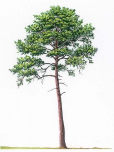 maritime pine botanical image  011