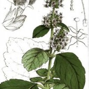 patchouli botanical print
