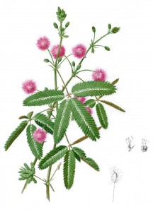 mimosa pudica botanical print