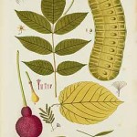 trumpet tree botanical image