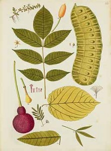 trumpet tree botanical image