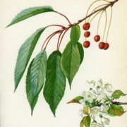 wild cherry bark botanical print