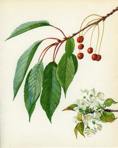 wild cherry bark botanical print