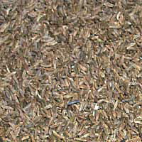 caraway-seed-whole