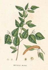 birch-leaf