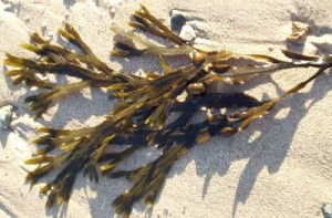 Cut Kelp