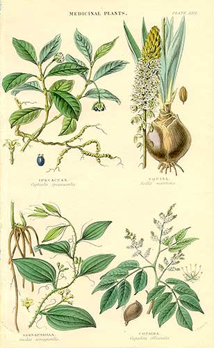 Sarsaparilla Root (Powder) - Smilax officinalis - Luminescents