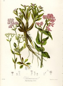valerian botanical print