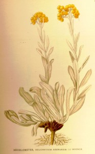 Helichrysumarenarium