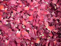 red-rose-petals