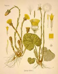 coltsfoot herb