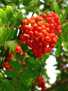rowan-berries
