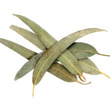 Eucalyptus-leaf-whole
