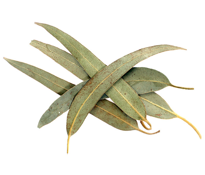 Eucalyptus-leaf-whole