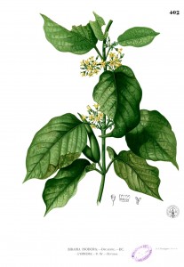Gymnema Botanical