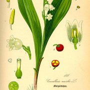 lily-of-the-valley-1