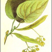 lime-flowers