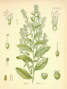 lobelia herb