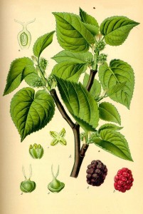 Black Mulberry Leaf