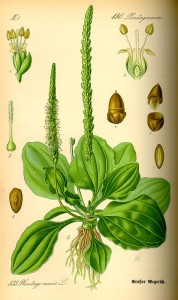 powdered-plantain-leaf