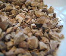 stone-root-Collinsonia-canadensis-medicinal-herbs