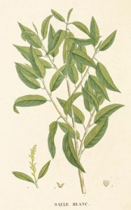 white-willow