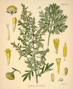 artemisia absinthium botanical print