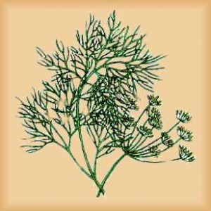 Fennel-cut-herb