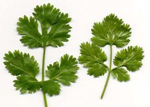coriander-leaves