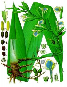 cardamom botanical print