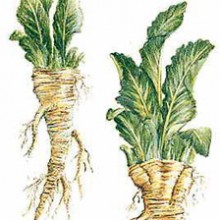 horseradish-powder1