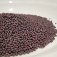 black-mustard-seed