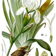 orris root germanica botanical print