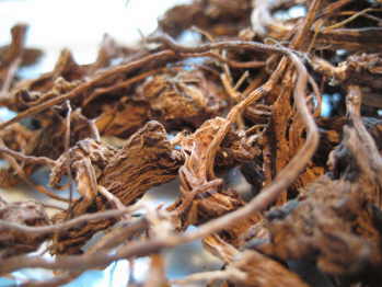 coleus root